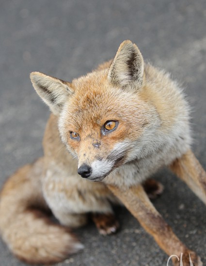 Der Fuchs in meinem Garten – Artikel auf spektrum.de