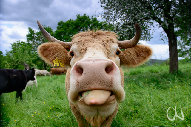 Die umweltfreundliche Kuh