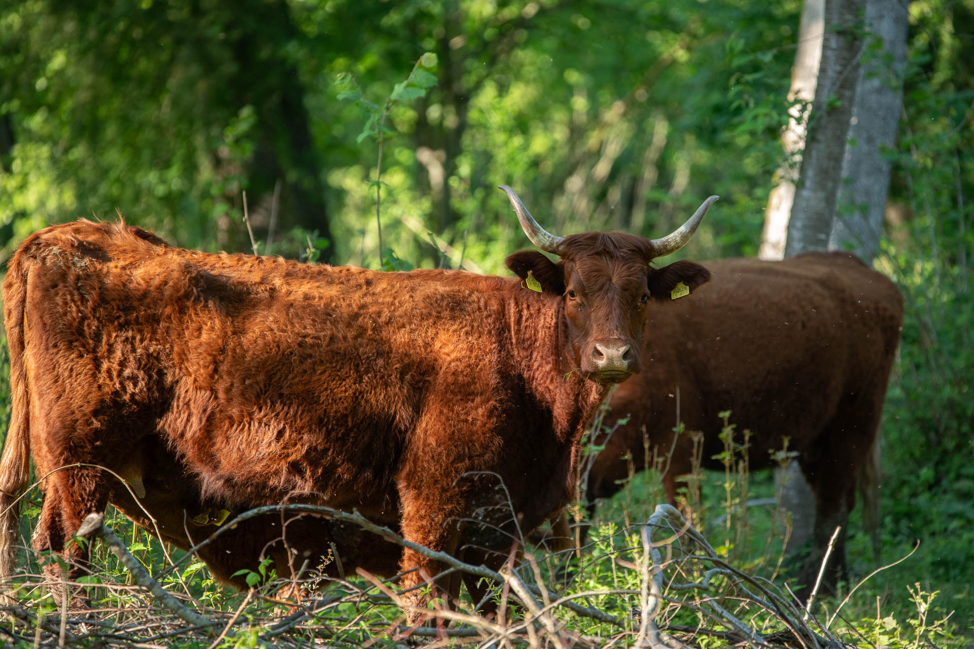 Waldweide – Wiederbelebung einer alten Tradition