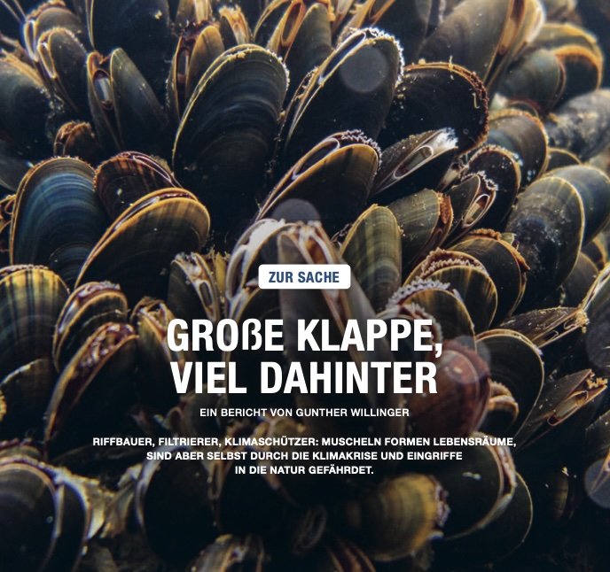 Faszinierende Muscheln