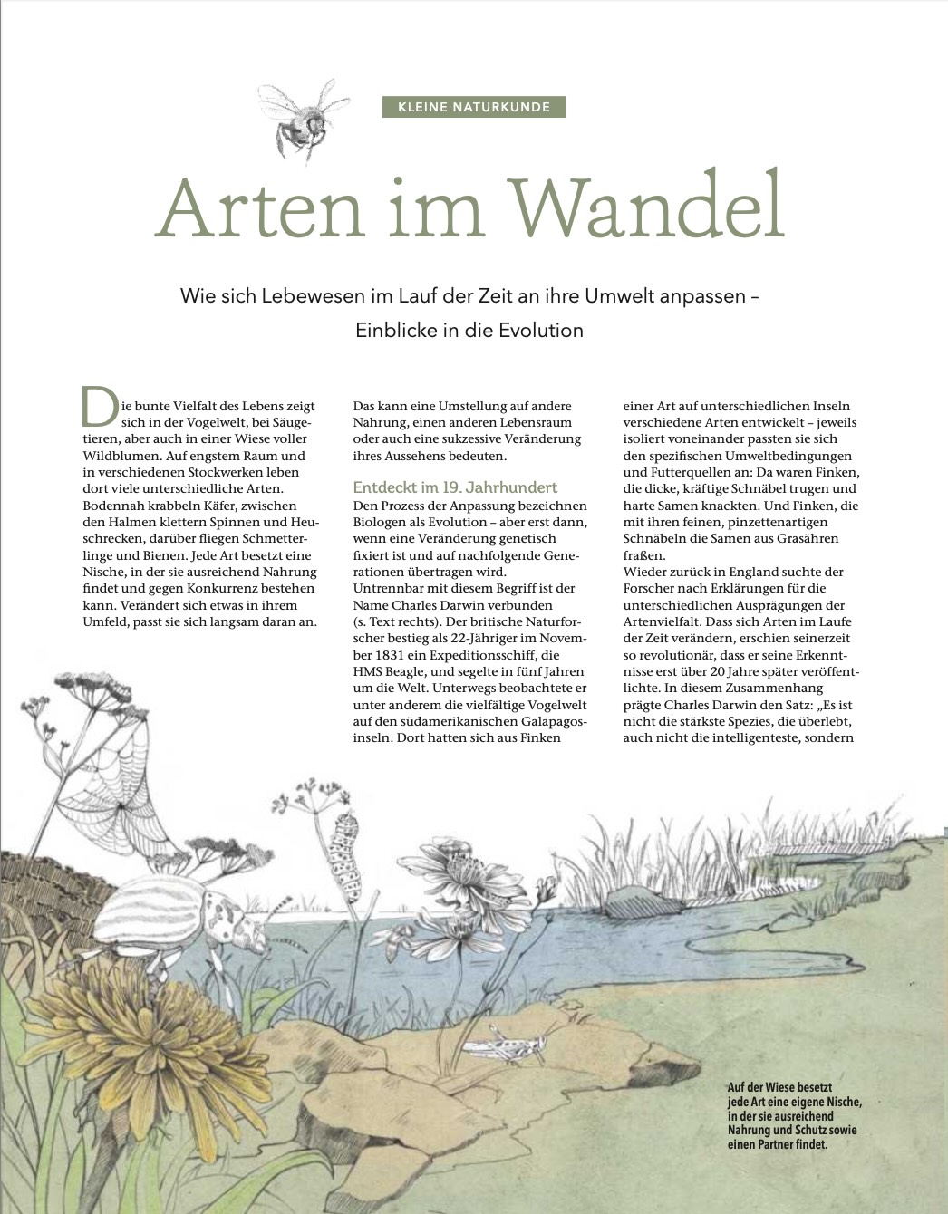 Kleine Naturkunde: Evolution