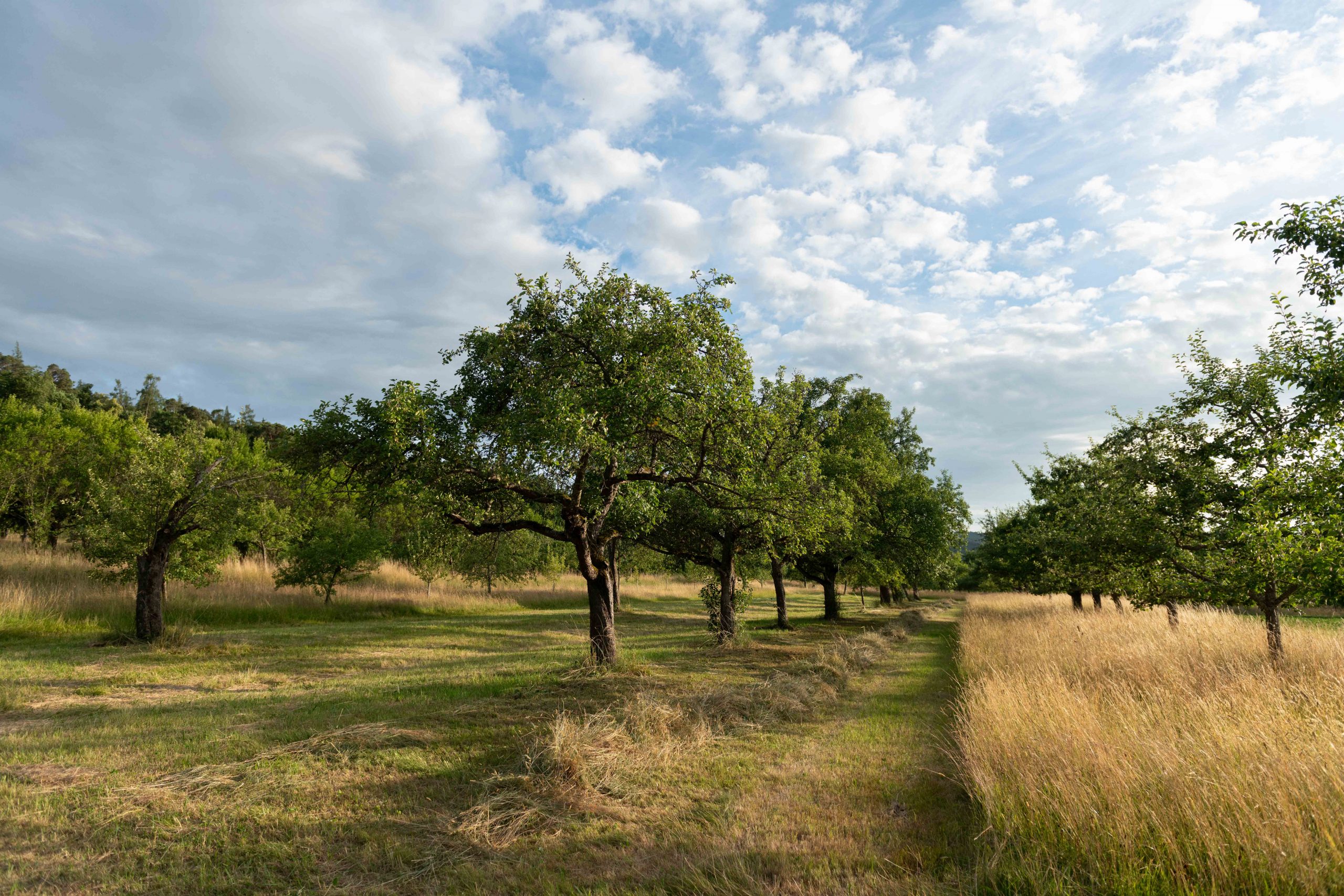 Auf der Streuobstwiese