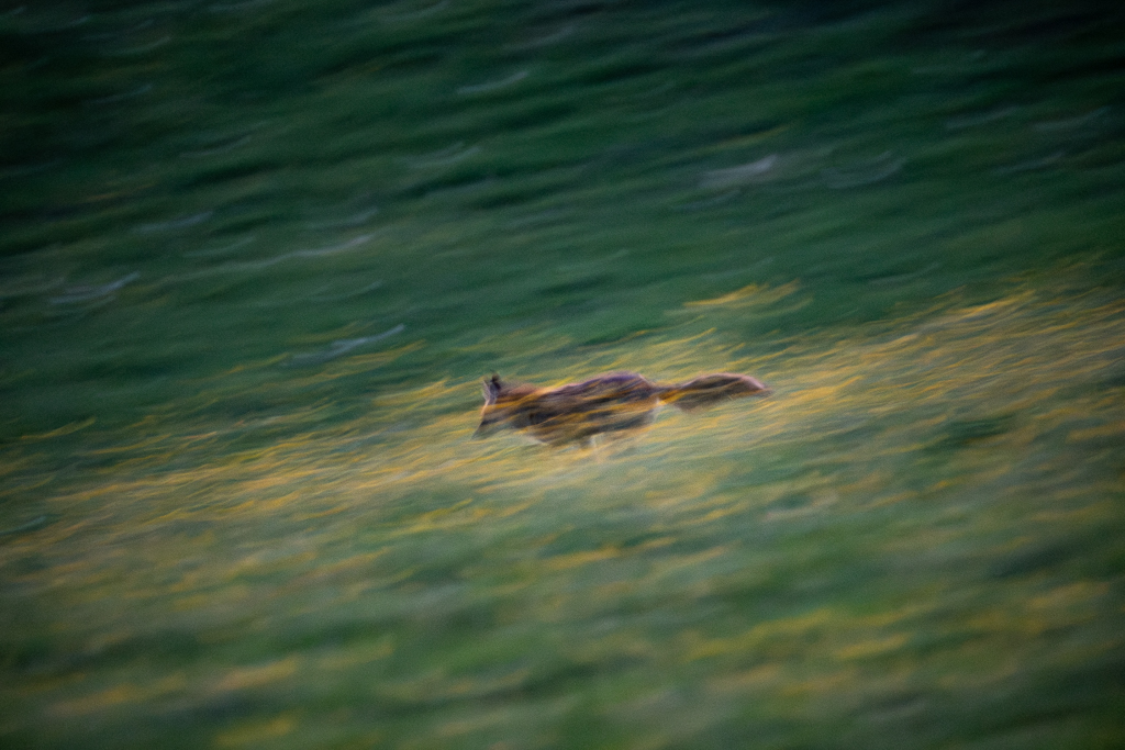 LandLust: Tiere in Feld und Flur