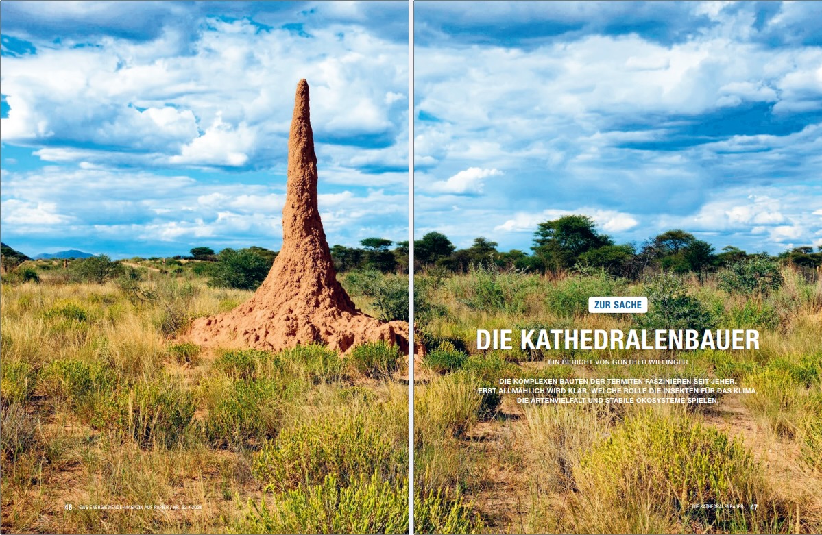 Die Kathedralenbauer – Termiten