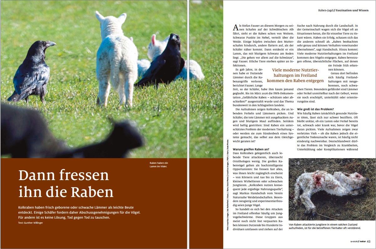 Wilde Raben